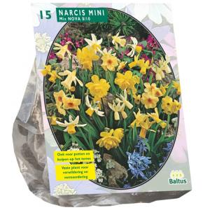 Baltus Narcis Mini Mix bloembollen per 15 per stuks